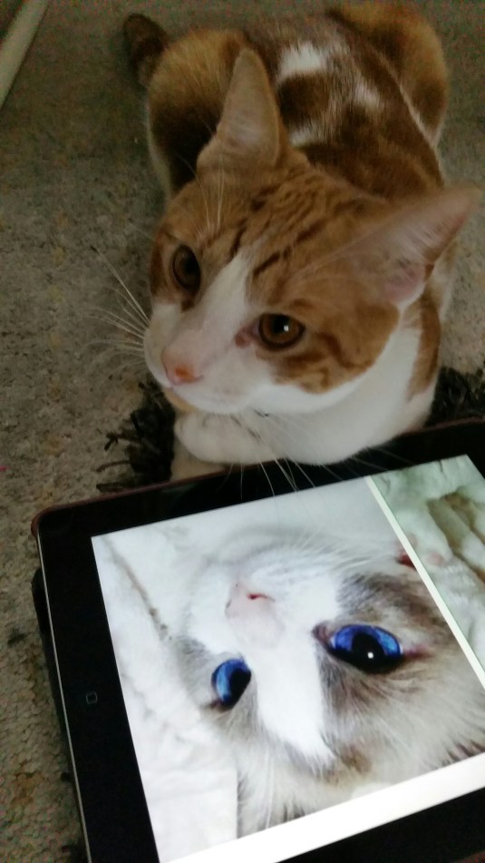 20141222_135517.jpg image