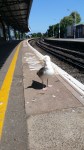 Mr Seagull, who was desperately looking for food as we waited for our carriage back home!