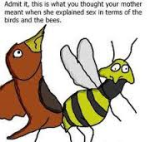 birds n bees