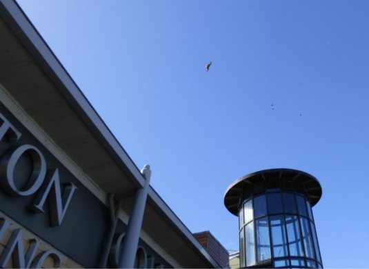 A red kire watches over the event