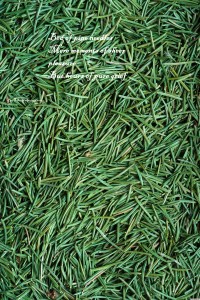 o-CLEAN-UP-PINE-NEEDLES-facebook