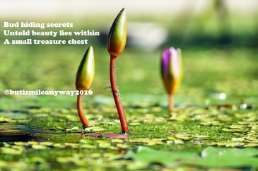 water-lilies-1388690_1280