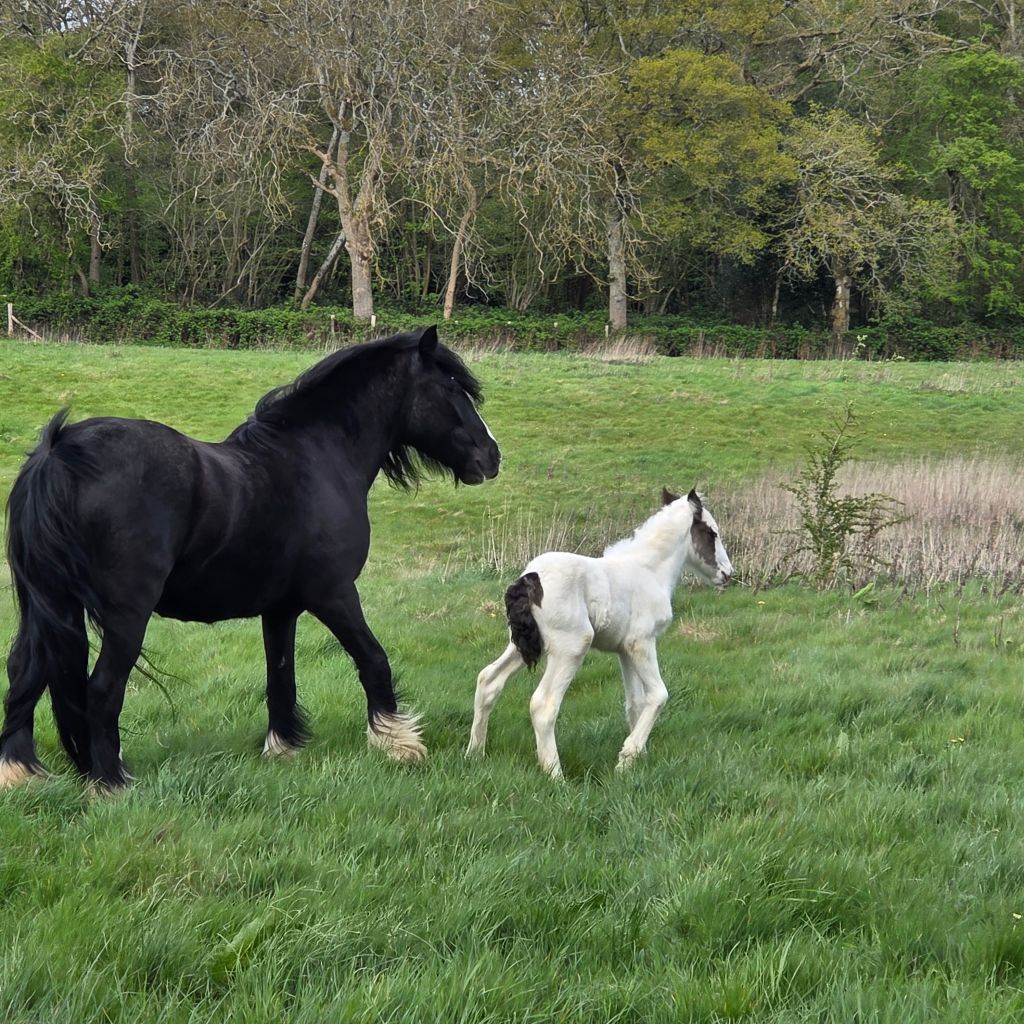 20250416_1051016073791761206295608